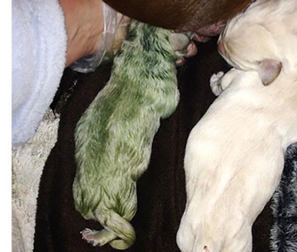 В Великобритании родился зеленый щенок В Великобритании родился зеленый щенок