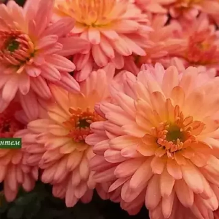 Хризантема мультифлора Branbeach Salmon м.18 /поставка весна 2026г/
