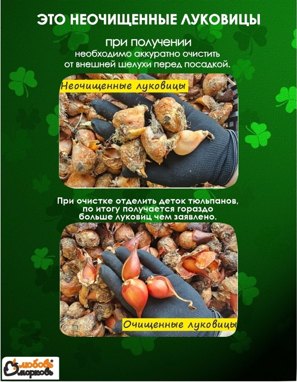 Тюльпан Луковицы неочищенные, Микс сортов, 150+шт