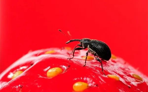 Защита земляники от долгоносика: сохраняем первый урожай без химии