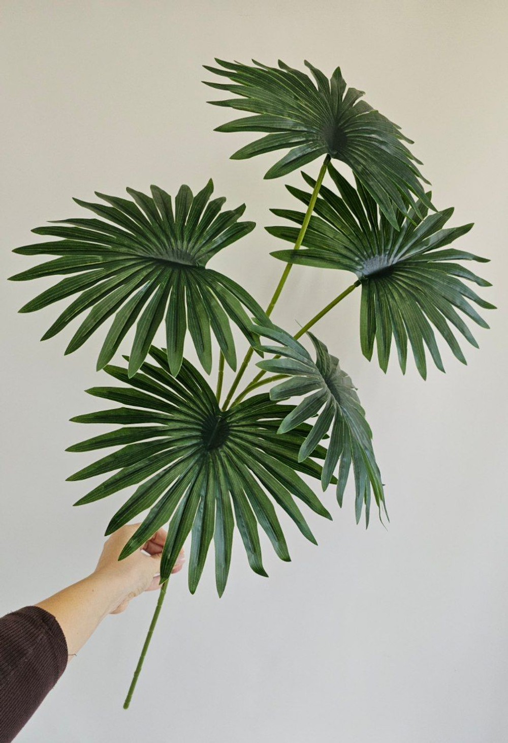 Пальма веерная / Арт 6350