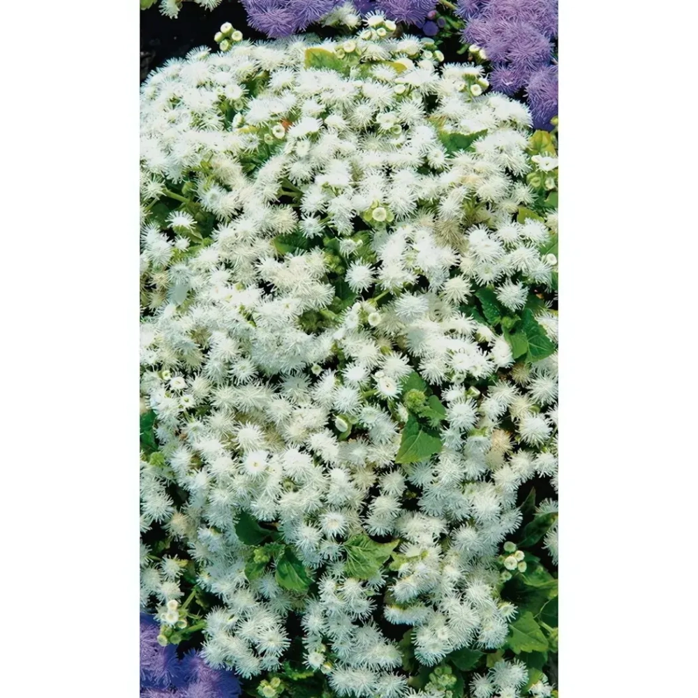 Семена Агератум (долгоцветка) Снежный сугроб (УД) Е/П