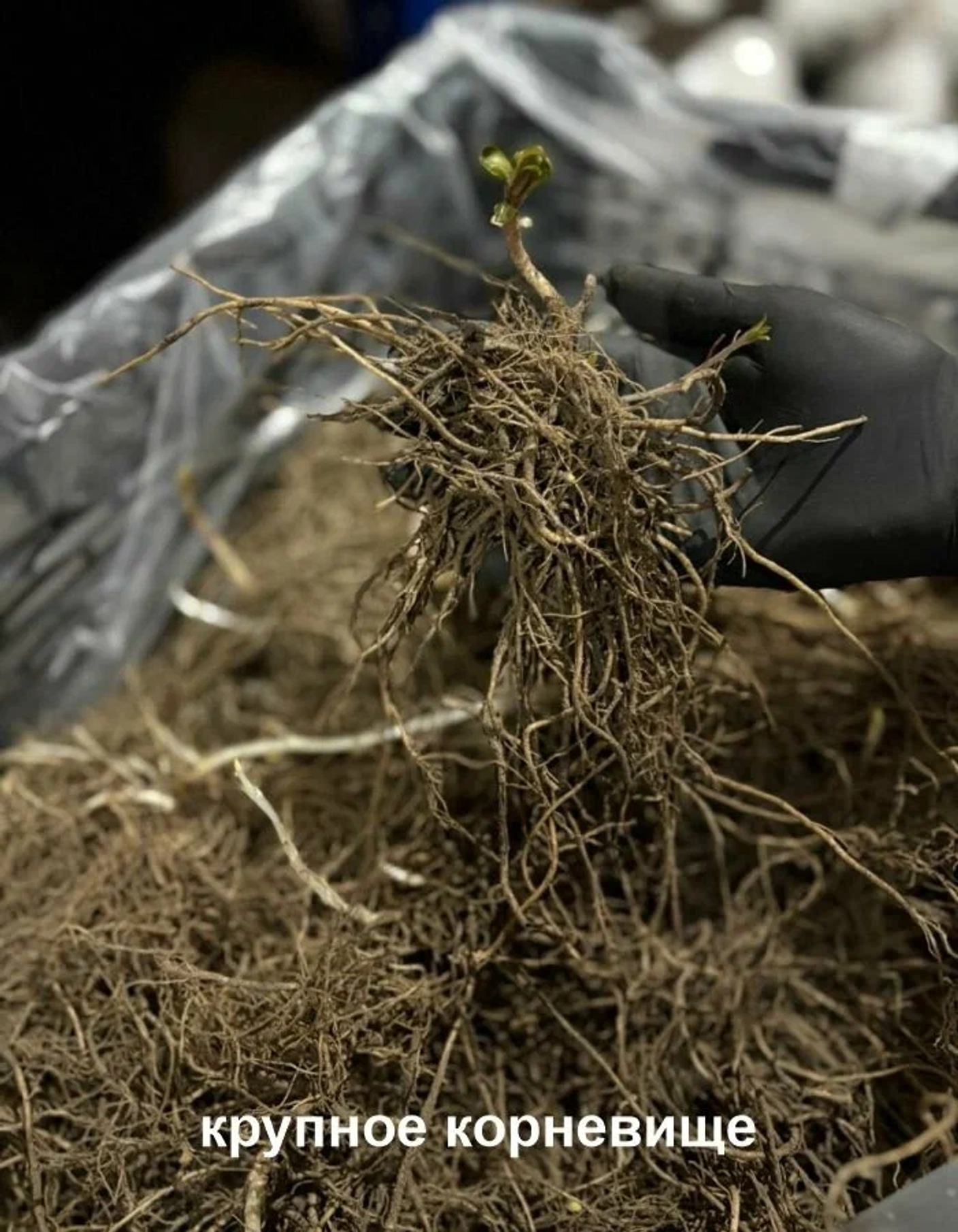 Инструкция по посадке ФЛОКСОВ