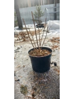 Вимс Ред гортензия метельчатая