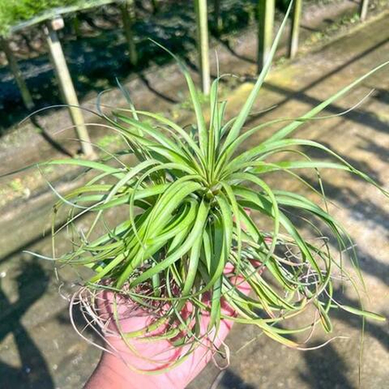 Тилландсия brachycaulos
