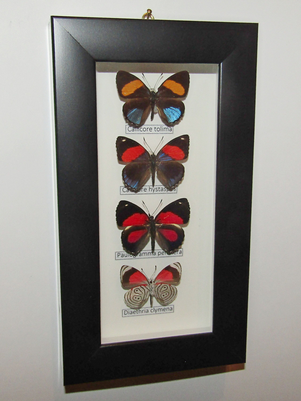 Бабочки Нимфалиды рода Callicore в рамке