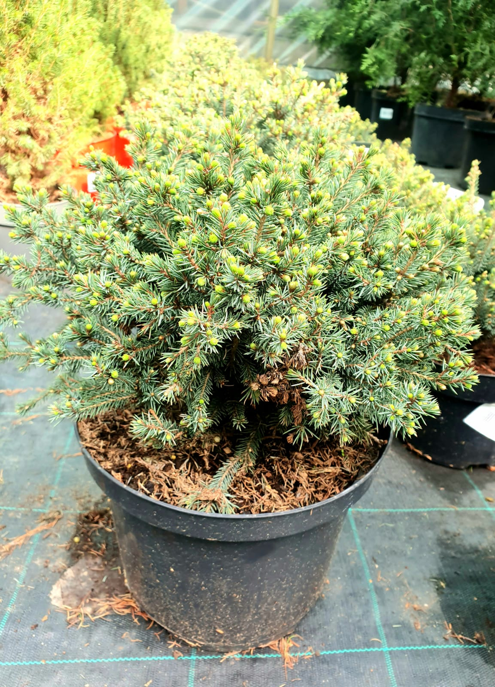 Ель "Alberta Globe Echiniformis"