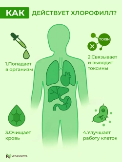 Хлорофилл жидкий (30 порций)