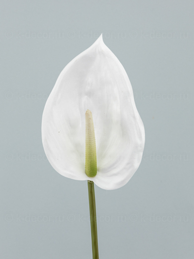 Антуриум Биг белый