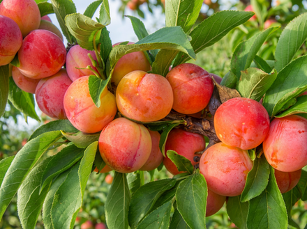 Саженец сливы «Алтайская Юбилейная» (Оранжевая, Зимостойкая, Сладкая)