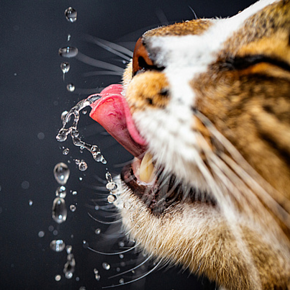 Почему кошка не пьет воду и как ее напоить: 7 хитростей