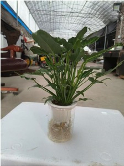 Филодендрон Angel д.11 горшок с автополивом