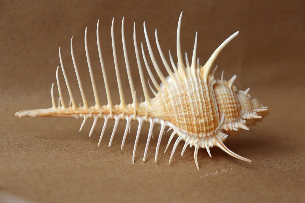 Морская ракушка (Murex pecten)