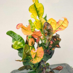 Кротон UPARAT RANONG