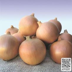 Сибирь семена лука репчатого (Bejo / Бейо)