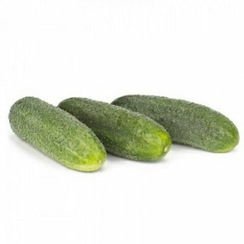 Диригент F1 семена огурца партенокарпического (Rijk Zwaan / Райк Цваан) (250 шт., PR)