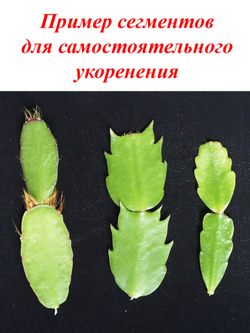 Шлюмбергера (декабрист, рождественник) сегменты для самостоятельного укоренения микс (рандомный цвет)