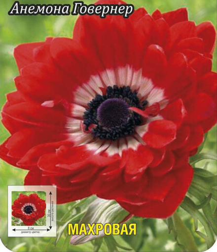 Анемона Говернер