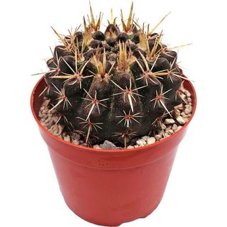 Гимнокалициум Квелли (Gymnocalycium quehlianum)