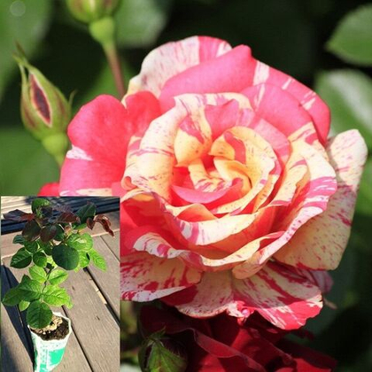 Роза Токадо флорибунда саженец с ЗКС.