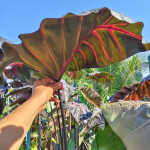 Колоказия GRAIL OF BLOOD