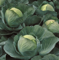 Капуста б/к Атрия F1 (100шт) Витагрин Профи