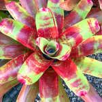 Неорегелия RING OF FIRE