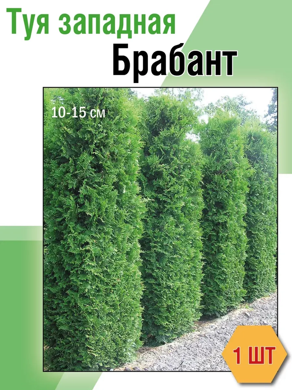 Саженец Туя западная Брабант хвойные