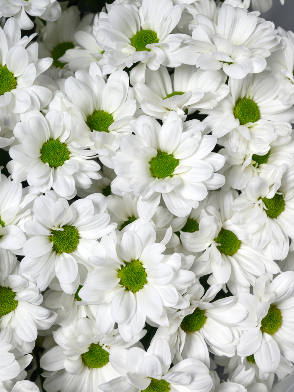 Моно букет из 11 хризантем ромашка