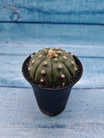 Astrophytum Asterias (Астрофитум)