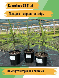 Ель