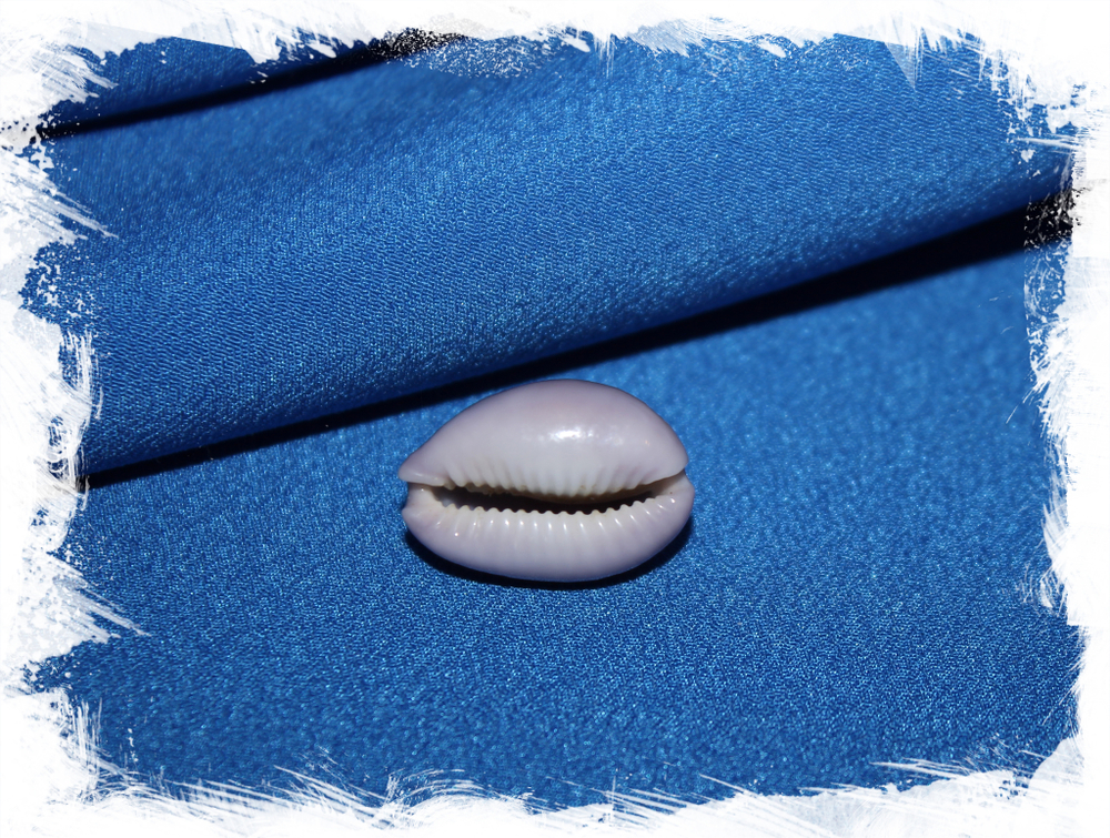 Ципрея порария (Erosaria poraria)