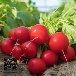 Сарита F1 семена редиса (Enza Zaden / Энза Заден)