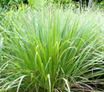 Лемонграсс (трава)