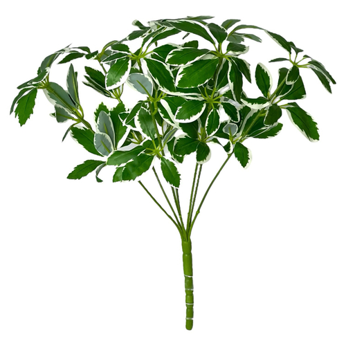 Шеффлера мелколистная куст пестрая 40 см.