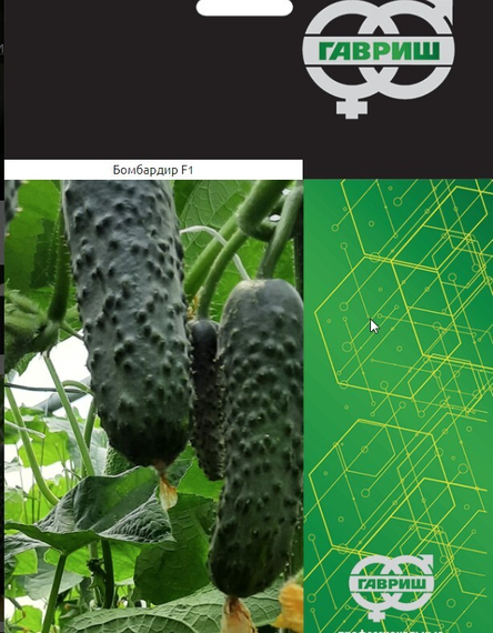 Бомбардир F1 семена огурца  (Гавриш) – фото 4