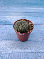 Euphoria Obesa (Эуфорбия)