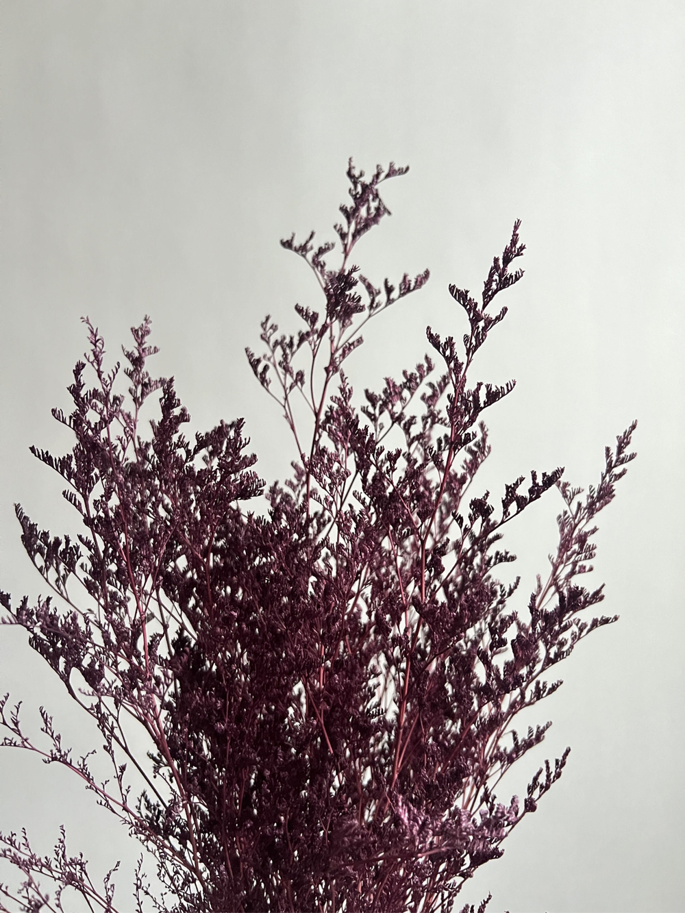 Кермек винный