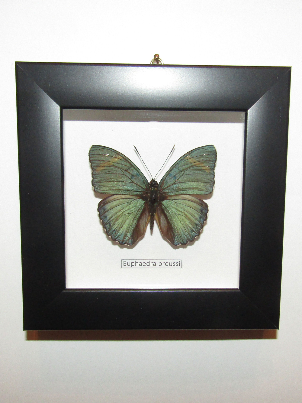 Бабочка Euphaedra в рамке