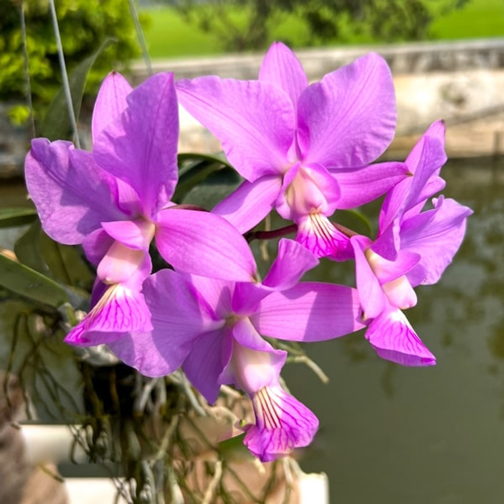 Орхидея каттлея C. WALKERIANA X C. NOBILIOR