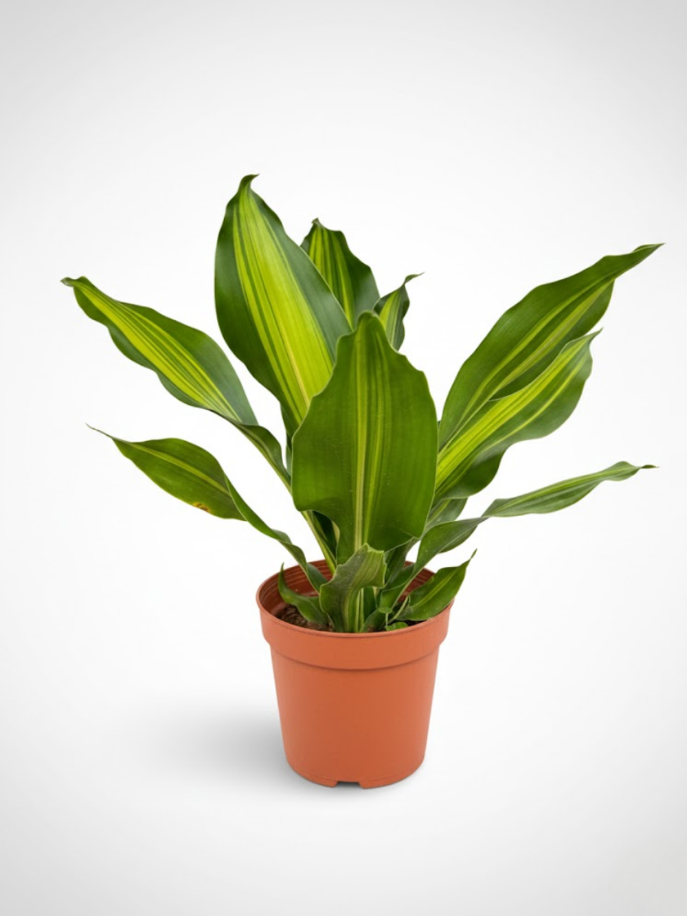 Драцена узколистная Golden Heart д.9