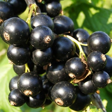 Смородина черная Багира