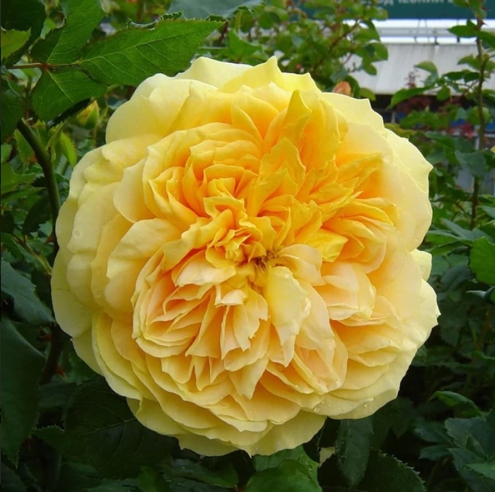 Роза Golden Zest( Голден Зест)