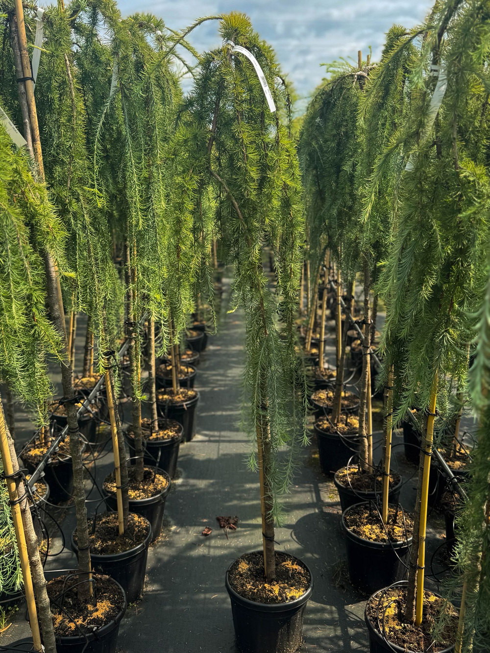 Лиственница кемпфера Стиф Випер штамб Закупка М49 весна 2026