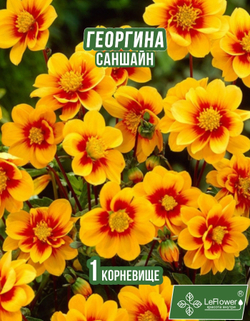 Георгина Корневище, Саншайн, 1 шт