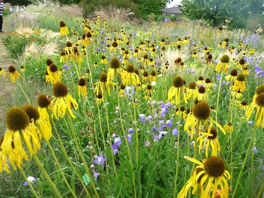 Эхинацея странная (paradoxa) С2 Закупка М39 июнь 2026