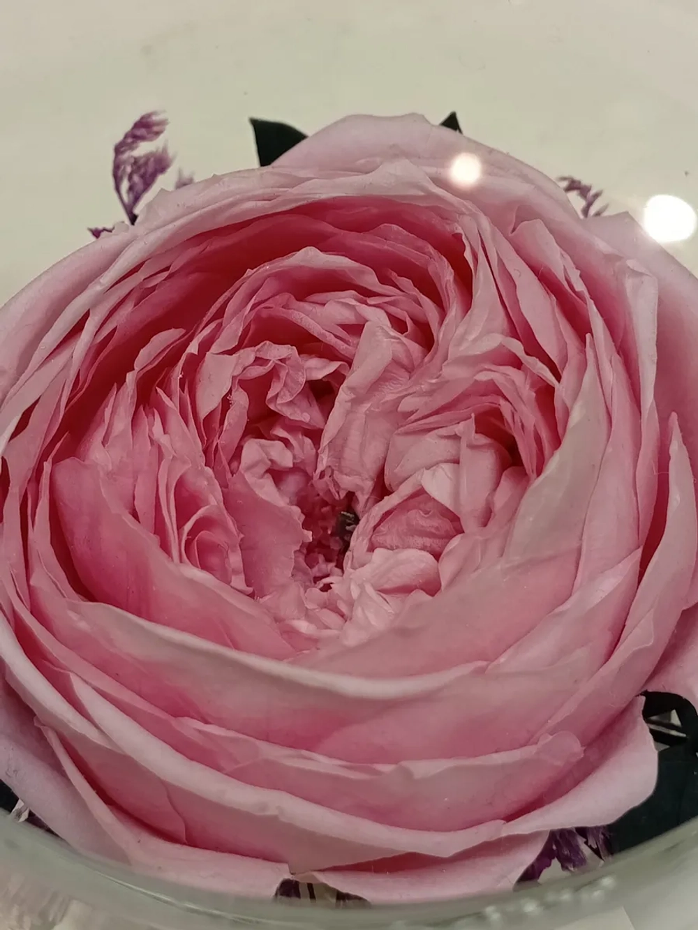 натуральный пион в стекле, вакуум*