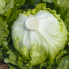 Байфилд семена салата айсберг (Enza Zaden / Энза Заден)