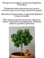 Пеларгония Кудрявая душистая герань