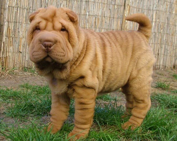 Шарпей Шарпей